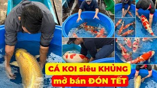 CÁ KOI KHỦNG mở bán ĐÓN TẾT tại SIÊU THỊ CÁ KOI NHẬT