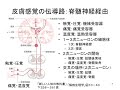 第１０回　神経系　Part 3　（医学概論）