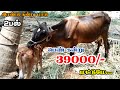 39000/-விலைக்கு இரண்டு ஜோடி கன்று மாடு விற்பனைக்கு வந்துள்ளது பெண் கன்று மாடு 4,2பல்லில் கிடாரிகள் 