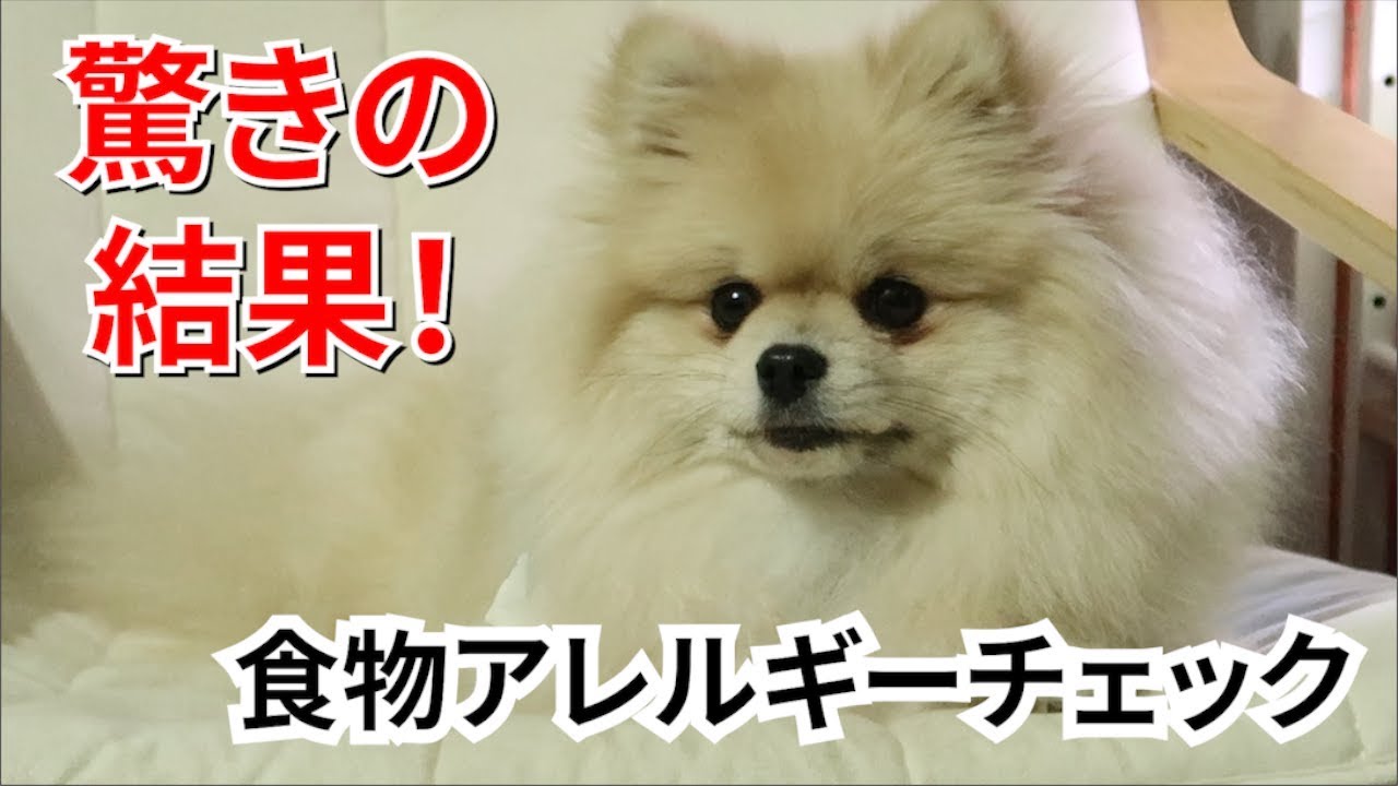 モチの食物アレルギーチェック ポメラニアン犬 Youtube モチの食物アレルギーチェック ポメラニアン犬 Youtube