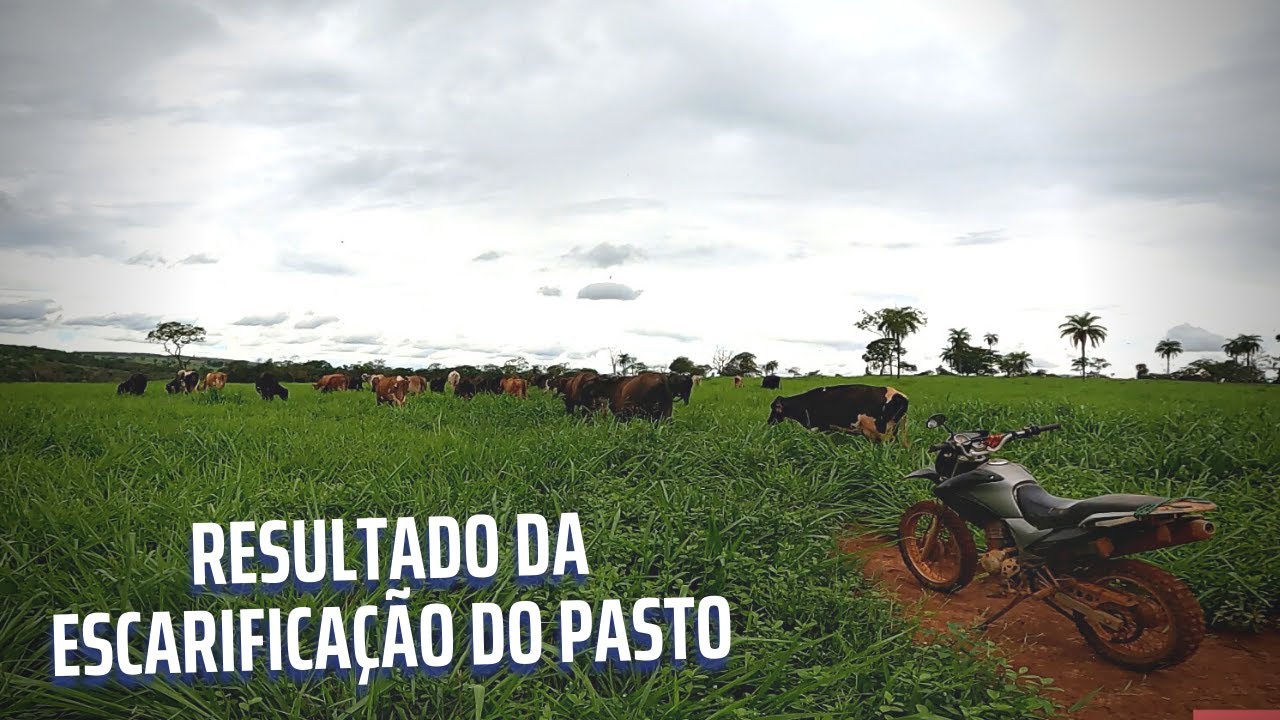 RESULTADO DA ESCARIFICAÇÃO NO PASTO DE MOMBAÇA DA FAZENDA