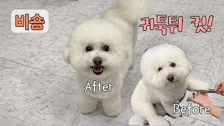 비숑 귀툭튀컷! 수강생반려견 뭉치 위그만 잘라보다 첫 실습날~ 잘 자를수 있을까..?ㅣpet grooming by 다죵쌤 1,944 views 9 months ago 17 minutes