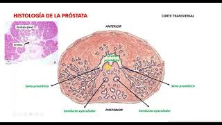 histología de la próstata