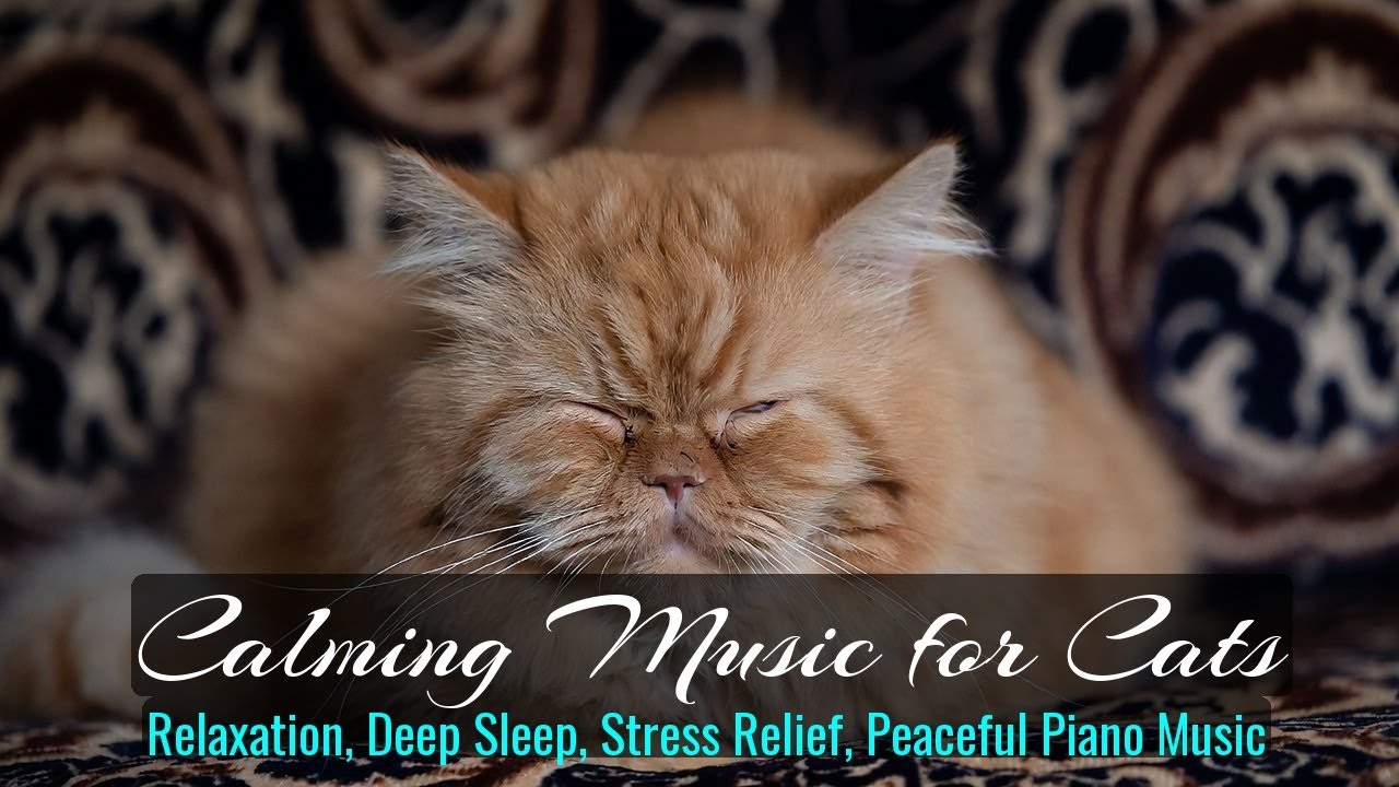 Calming Music for Cats - Relaxation, Deep Sleep, Stress Relief, Peaceful Piano Music | Season 38
