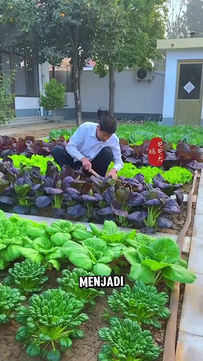 VERY INSPIRING TO PLANTING VEGETABLES AT HOME #vegetablegarden
