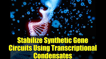 Stabilize Synthetic Gene Circuits Using Transcriptional Condensates