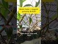 Cara Selamatkan Anggrek Saat Musim Hujan #anggrek #orchidcare #rawatanggrek #tipsanggrek