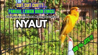 Kenari gacor NGEROL PANJANG cocok untuk PANCINGAN KENARI PAUD bikin BURUNG KENARI GACOR PANJANG