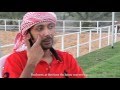 The Horseman Story - Tariq Al Muhairi