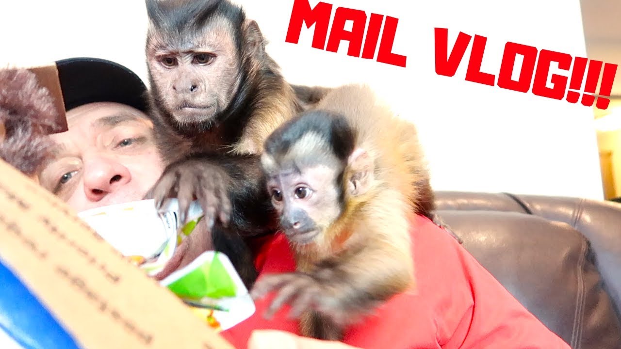 cute monkey pics Monkeys Unbox Awesome Fan Mail!