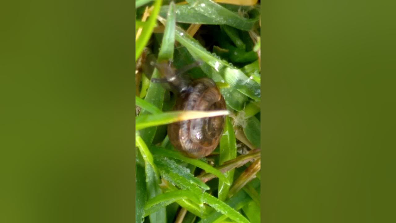 Snails and Bermuda grass (TAGALOG) magiingat!!? YouTube