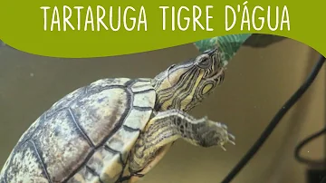 Como saber a idade da minha tartaruga tigre d'água?