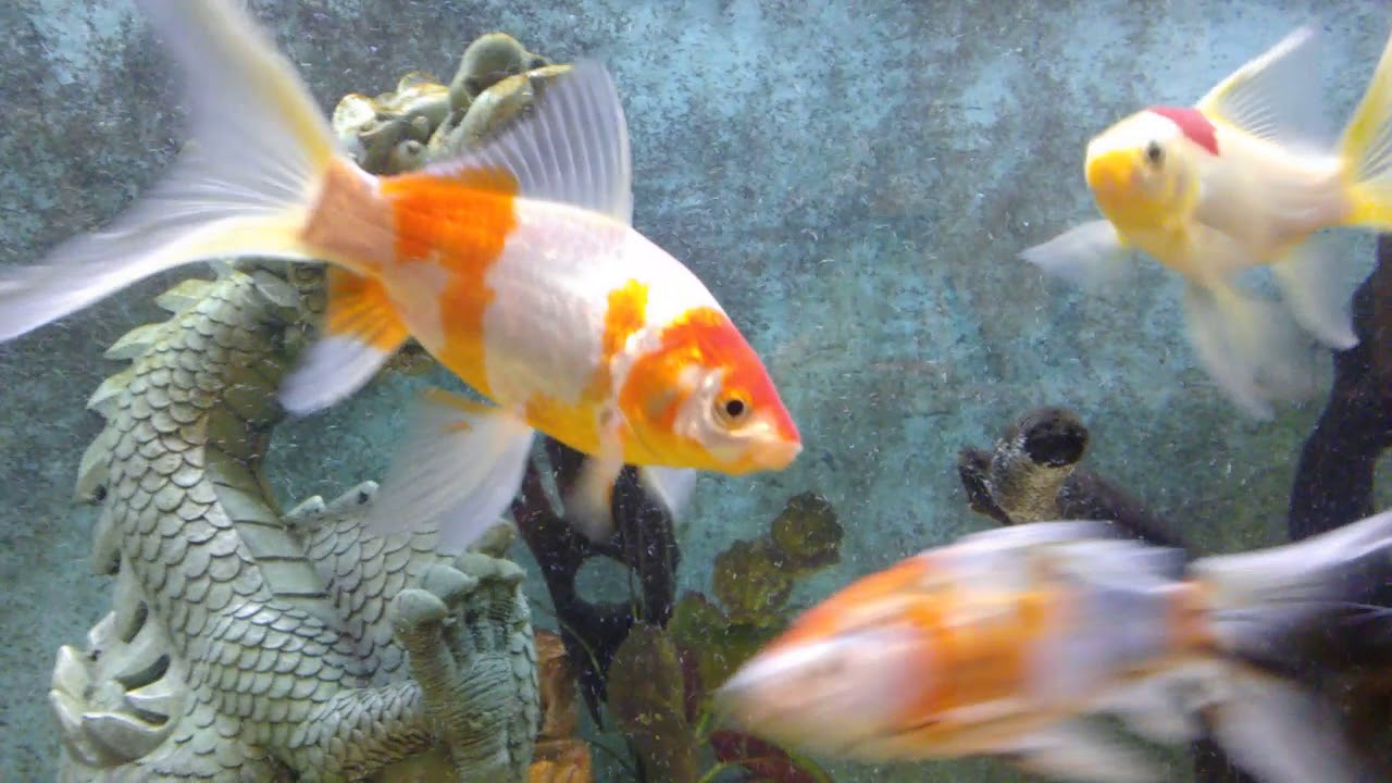 Goldfish Koimet Koigoldfish Hybrid Fish Goldfish
