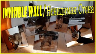 Cats vs Invisible wall / Кошки и Невидимая стена