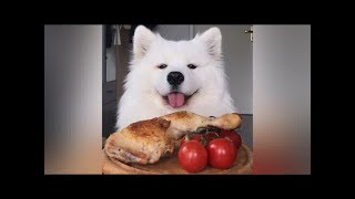 Asmr Dog Eating Roasted Chicken I Mayasmr