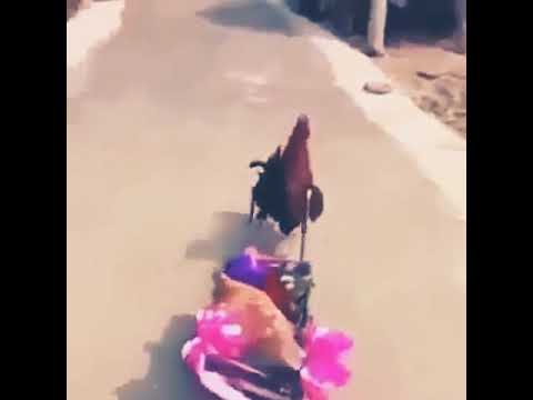 قمري شل بنتنا 