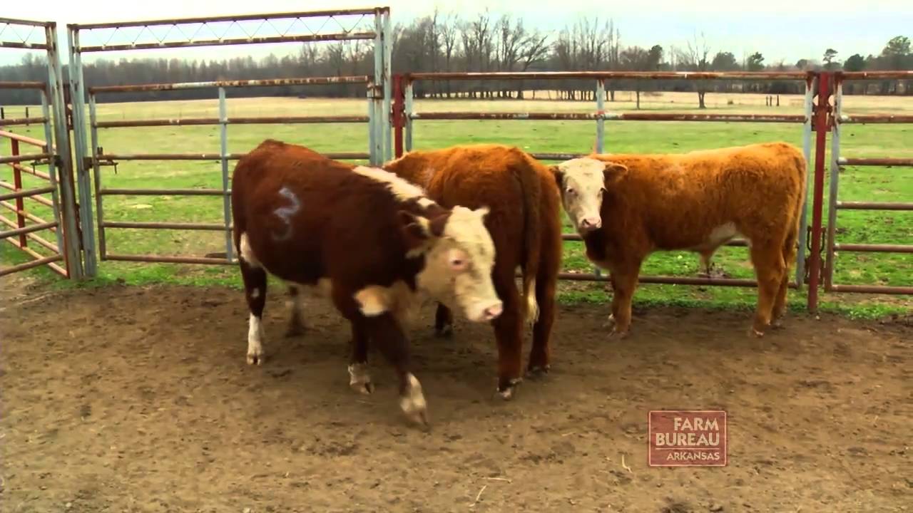 Arkansas Farm Bureau ASUBeebe AG Day YouTube