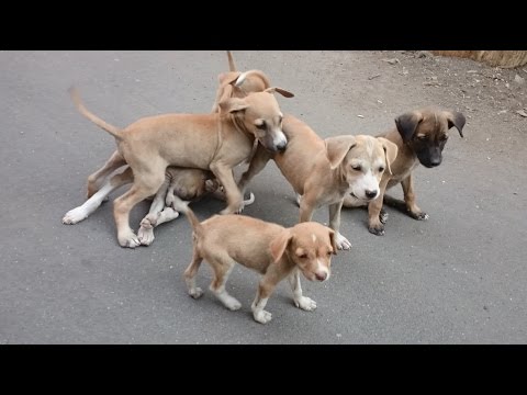 Playing With Cute Stray Dog Puppies On The Streets Of Mumbai India 2016 [HD  1080p] - YouTube