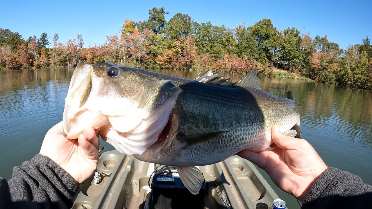 Catching Big Bass with a Jig During Fall Turnover