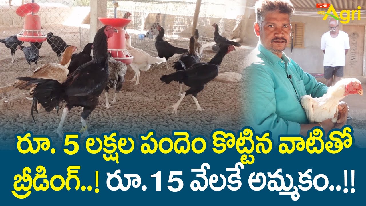 Pandem Kollu Farm | రూ.5లక్షల పందెం కొట్టిన వాటితో బ్రీడింగ్..! రూ.15వేలకే అమ్మకం..!! Tone Agri