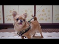 おニューのリードとカモフラ柄のハーネス（首輪）で終始ご満悦のココ(チワワ)