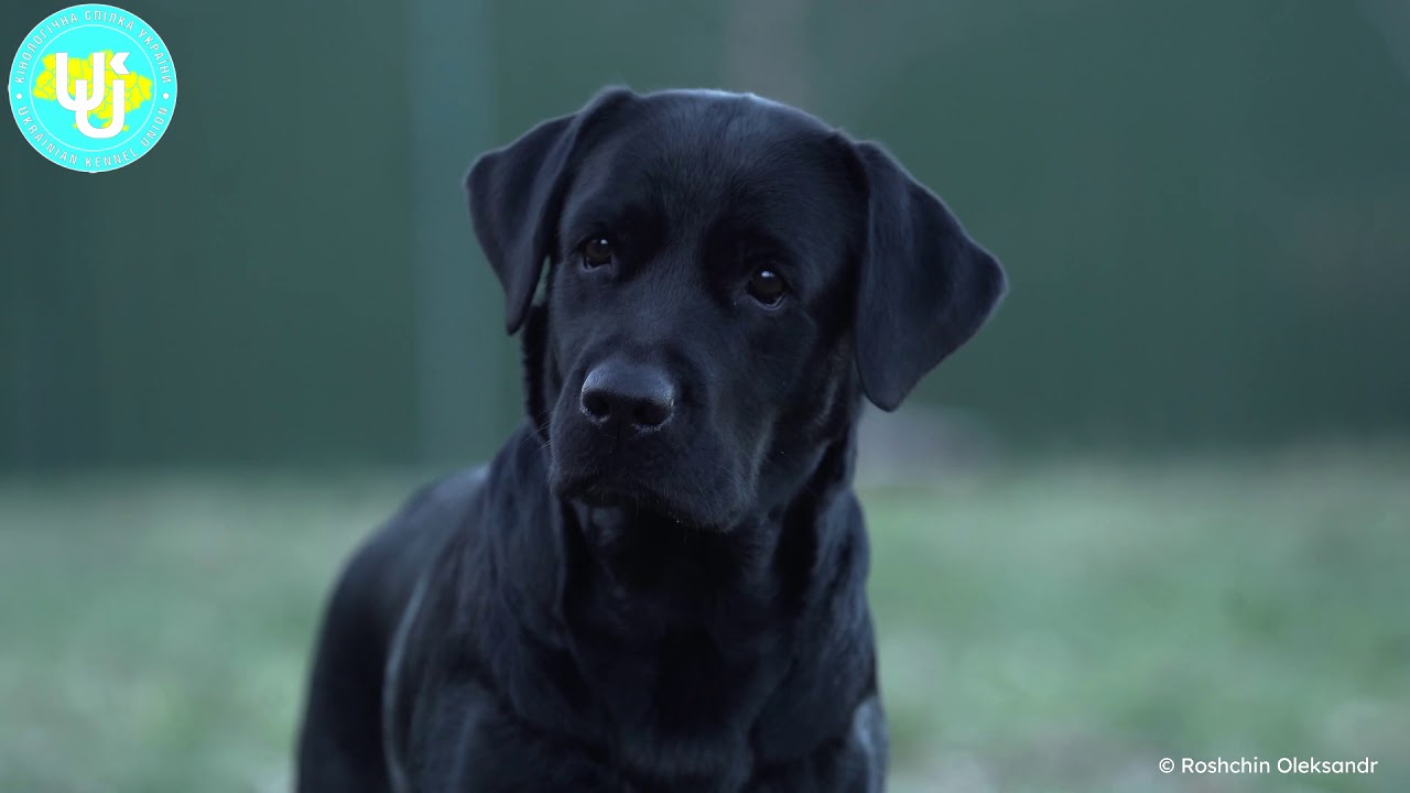 STARLIGHT LAB'S COMES AND WINS - YouTube