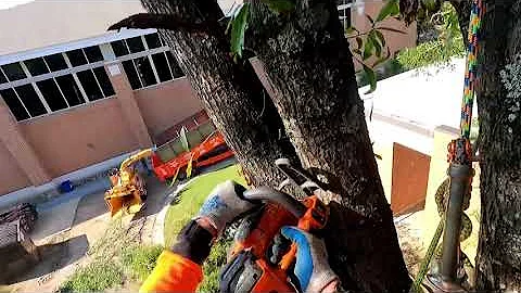 2 huge oaks, 5 cameras & 3 friends= a bada$$ video 💪🏻