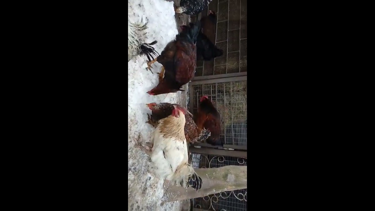 Наши Ливенские курочки