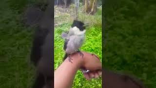 Kutilang gacor suara alami ngotot  lantang suara tembus jago pikat from KPBKI.