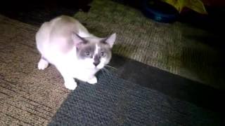 Piper Playing by johansonCats 652 views 7 years ago 2 minutes, 23 seconds