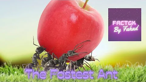 THE FASTEST ANT 🐜| SAHARAN SILVER ANT 🐜 #ants 🐜