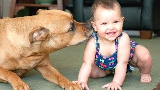 Funny And Cute Babies Laughing Hysterically At Dogs Compilation || New Hd