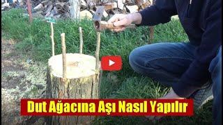 Dut ağacına aşı nasıl yapılır / Dut aşısı / Dut aşısı nasıl yapılır / Dut aşılama Resimi