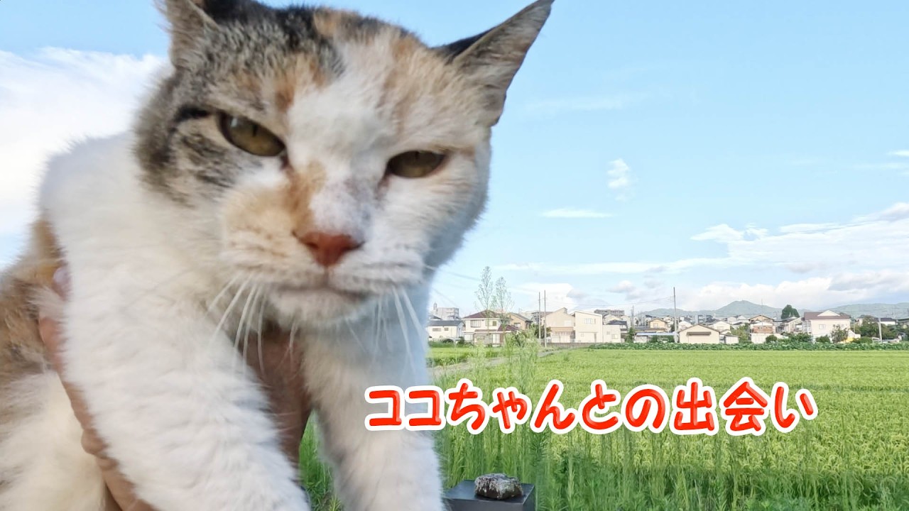 ココちゃんとの出会い23817 #野良猫ココちゃん #猫 #cat - YouTube