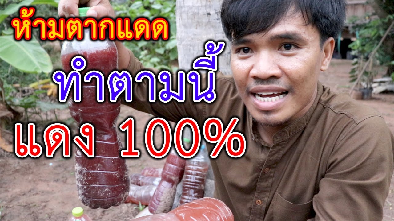 จุลินทรีย์สังเคราะห์แสง ไม่แดง เกิดจากอะไร สิ่งที่คุณยังไม่รู้ | อีสานร่มเย็น