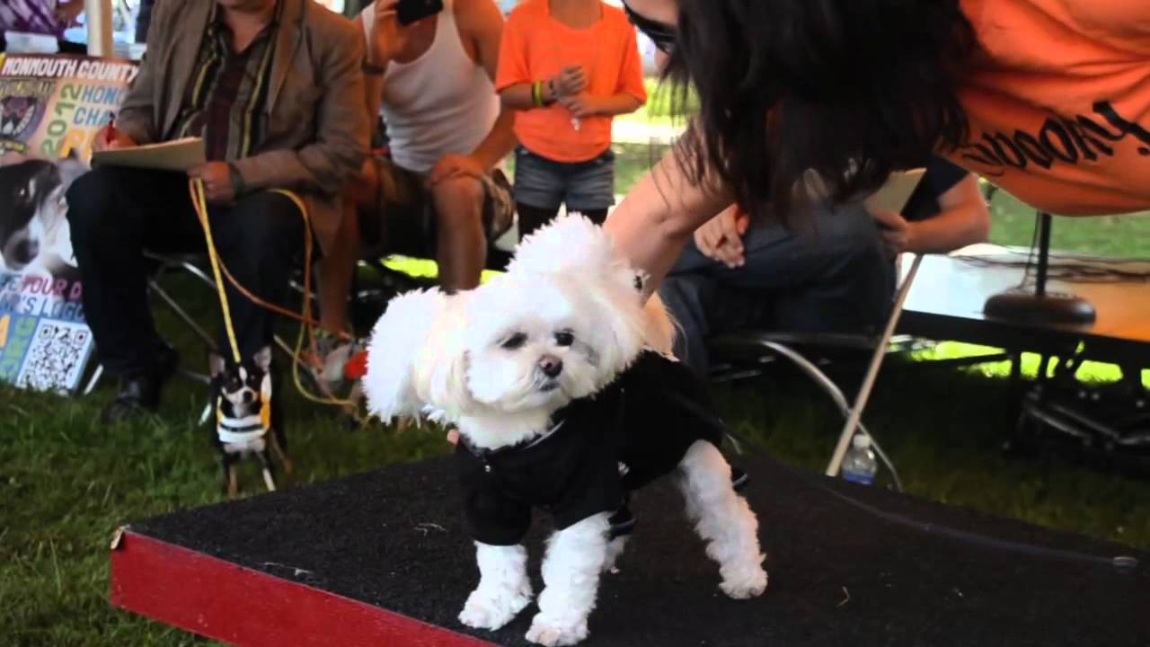 Monmouth County SPCA Dog Walk 2012 Learn How To Perform Dog CPR YouTube monmouth-county-spca-dog-walk-2012-learn-how-to-perform-dog-cpr-youtube