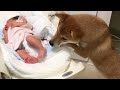 赤ちゃんが泣くと飛んでくる柴犬〜playback momohana|犬と子供のvlog