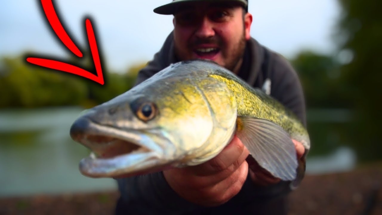 Lure Fishing for Zander (UK) YouTube