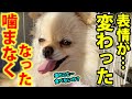 保護犬が噛まなくなって表情が明るくなったような…