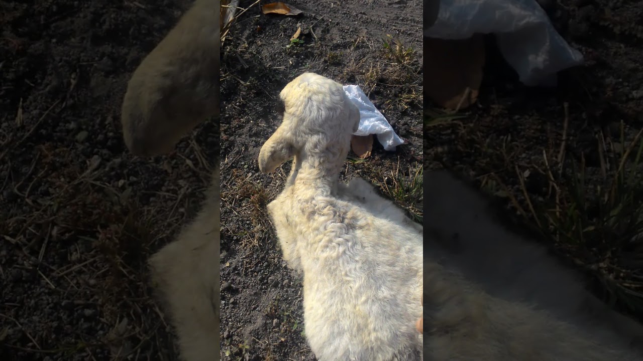 Kambing gembel GuDel 