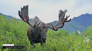 Giant Moose Shedding the Velvet, Getting Ready to Rumble #nature #wildlife #moose