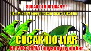 Fakta !!! Menggunakan Suara Pikat Cucak Ijo Ribut Ini Cucak Ijo Liar Langsung Nyambar