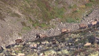 Wild Sheep Hunt in Russia