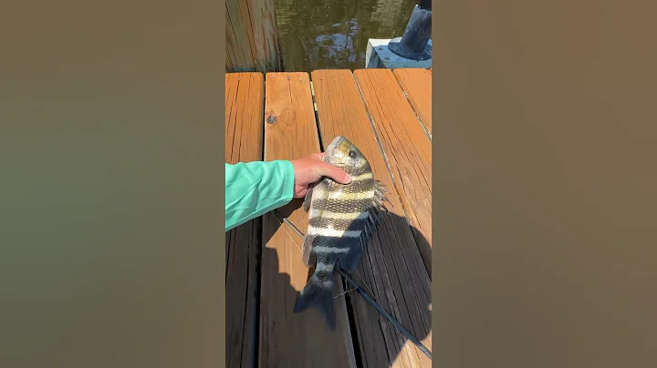 How to catch SHEEPSHEAD in 3 EASY steps 🎣🔥💯 #fishing #pesca #sheepshead #fishingbait #fish