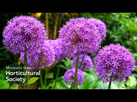 Video: Groeiende Meerjarige Skuinsuie - Allium Obliguum
