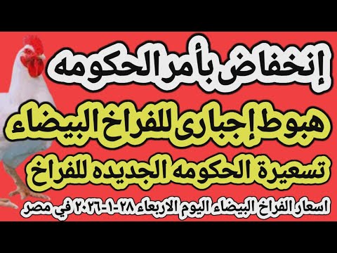 اسعار الفراخ البيضاء اليوم سعر الفراخ البيضاء اليوم الاربعاء ٢٨ ١ ٢٠٢٦ في مصر جمله وقطاعي