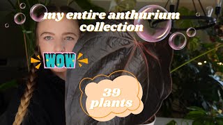 My entire Anthurium collection | 39 plants!