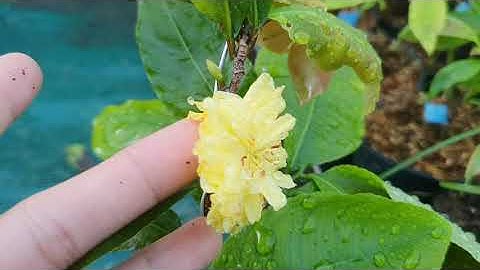 cúc vip,cúc tiên ông,cúc 2 tầng,cúc kem,cúc hoàng đế 250k/ cặp ( bao ship). 0379640642...23/9/2020