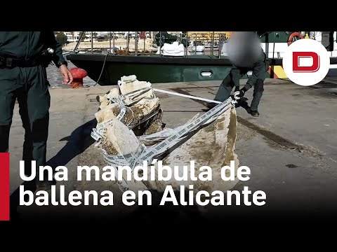 Localizan abandonada la mandíbula de una ballena en un puerto de Alicante