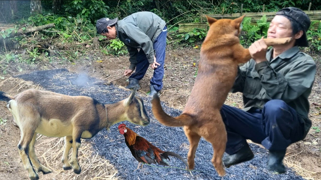 Collecting dry wood to exchange for rice, growing vegetables - farmer's life.A NGUTV